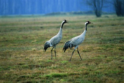 Kranich Grus Grus L 1758 Sachsen De